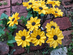 The Naughtys™ - Black Eyed Susan Wildflower on Barbed Wire Stem