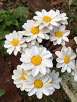 The Naughtys™ - Buckeye Daisy Wildflower on Barbed Wire Stem