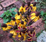 The Naughtys™ - Mexican Hat or Cone Flower Wildflower on Barbed Wire Stem