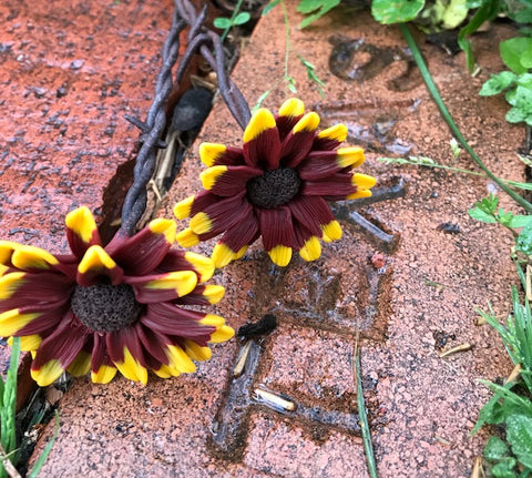 The Naughtys™ - Firewheel Indian Blanket Wildflower on Barbed Wire Stem