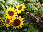 The Naughtys™ - Sunflower Wildflower on Barbed Wire Stem